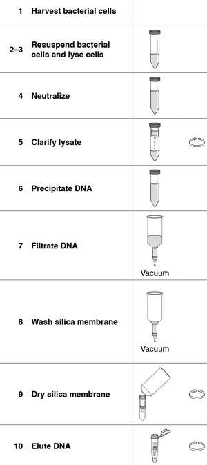 NucleoSnap® Plasmid Midi procedure by BIOKE